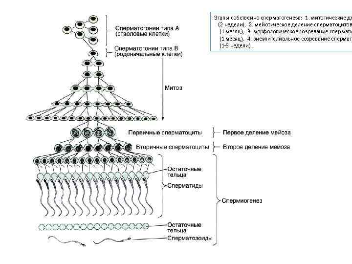 Сперматогонии. Схема сперматогенеза гистология. Фазы сперматогенеза гистология. Фаза созревания сперматогенеза гистология. Сперматоциты 1 порядка гистология.