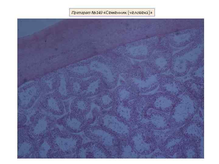 Препарат № 149 «Семенник (человека)» 