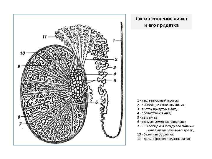 Схема строения макулы гистология