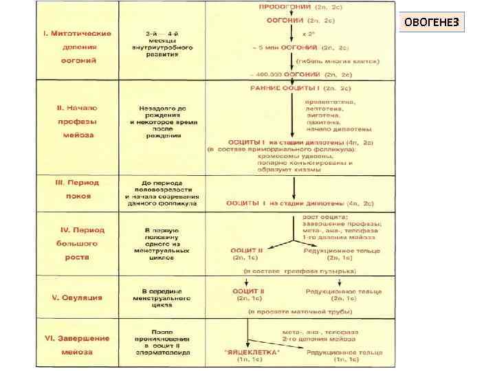 Схема овогенеза гистология