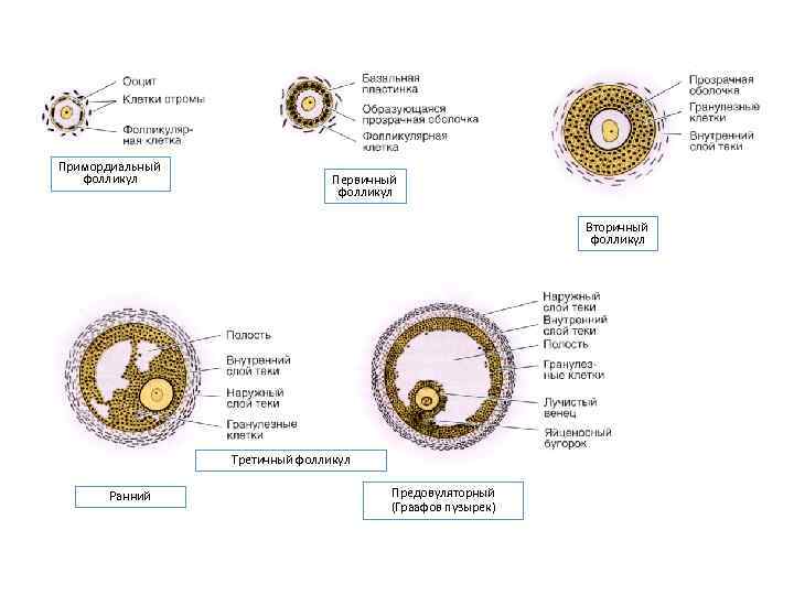 Развитие яйцеклетки. Первичный фолликул вторичный фолликул. Первичный вторичный третичный фолликул. Строение первичных и вторичных фолликулов яичника. Первичный фолликул яичника гистология.
