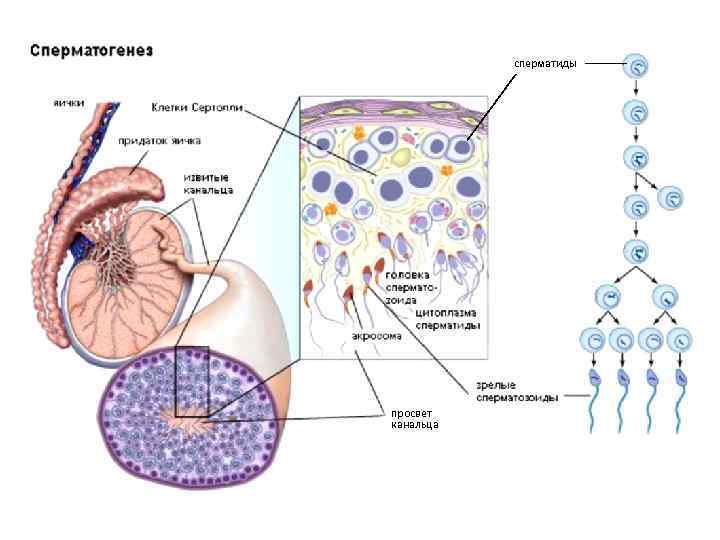 сперматиды просвет канальца 