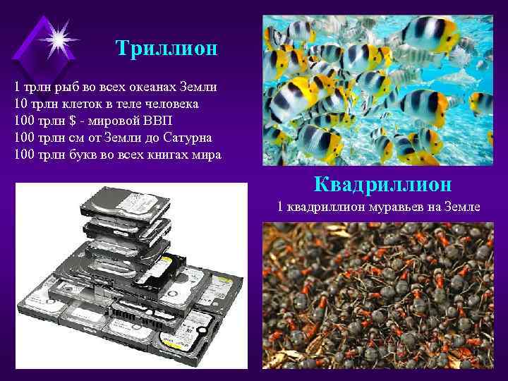 Триллион 1 трлн рыб во всех океанах Земли 10 трлн клеток в теле человека