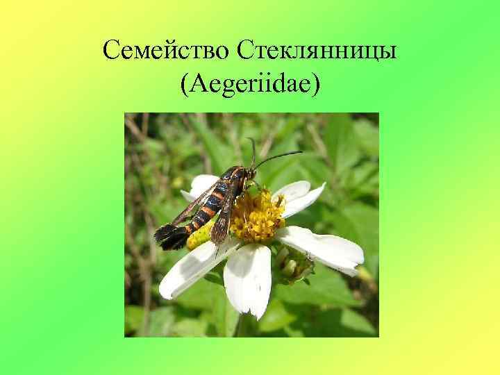 Семейство Стеклянницы (Aegeriidae) 