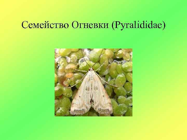 Семейство Огневки (Pyralididae) 