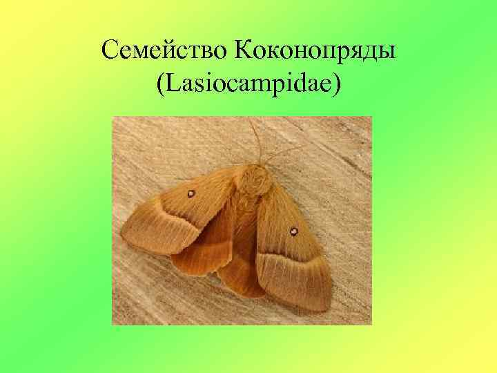 Семейство Коконопряды (Lasiocampidae) 