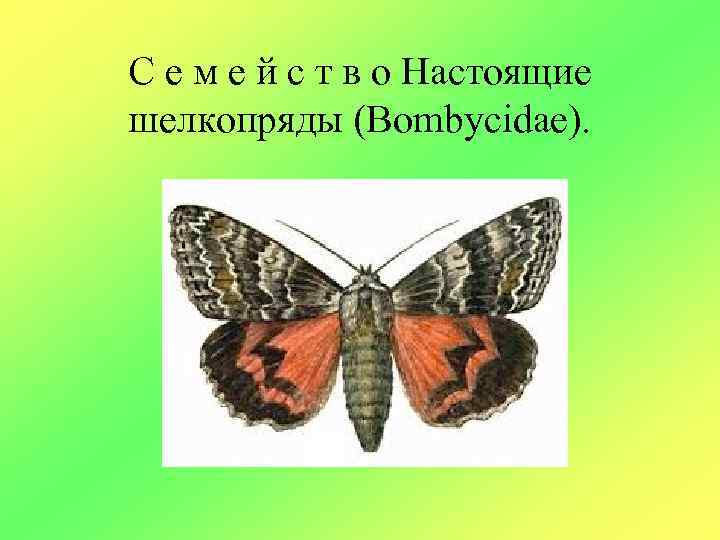 С е м е й с т в о Настоящие шелкопряды (Bombycidae). 