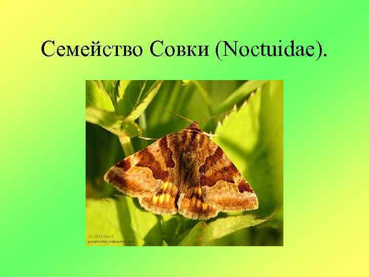 Семейство Совки (Noctuidae). 