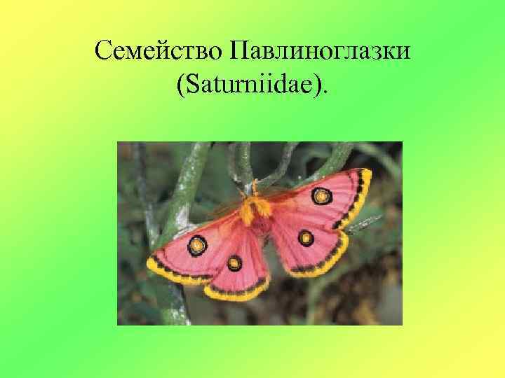 Семейство Павлиноглазки (Saturniidae). 