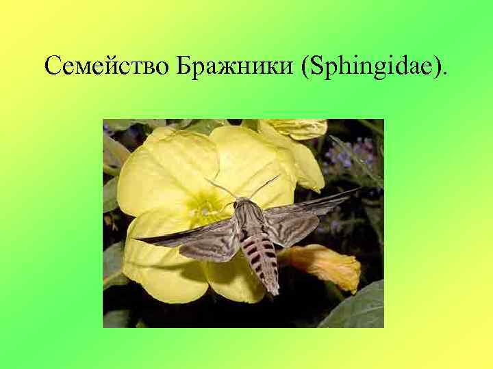 Семейство Бражники (Sphingidae). 