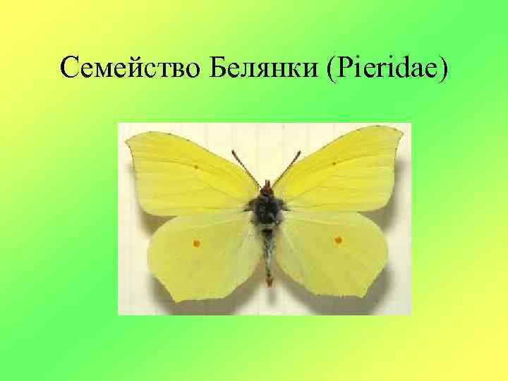 Семейство Белянки (Pieridae) 