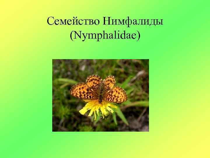 Семейство Нимфалиды (Nymphalidae) 