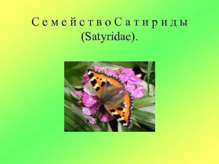 Семейство. Сатириды (Satyridae). 