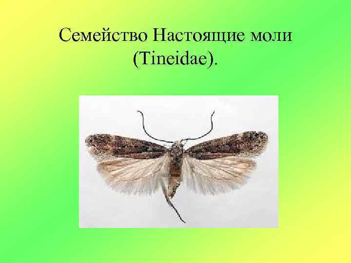 Семейство Настоящие моли (Tineidae). 