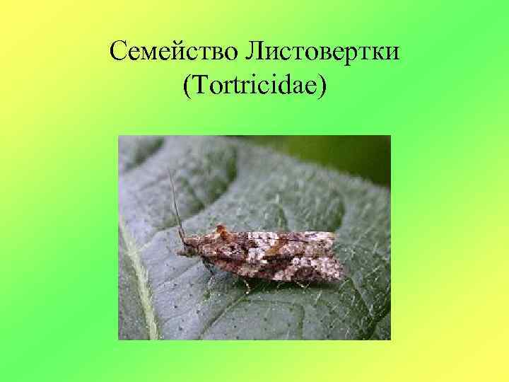 Семейство Листовертки (Tortricidae) 