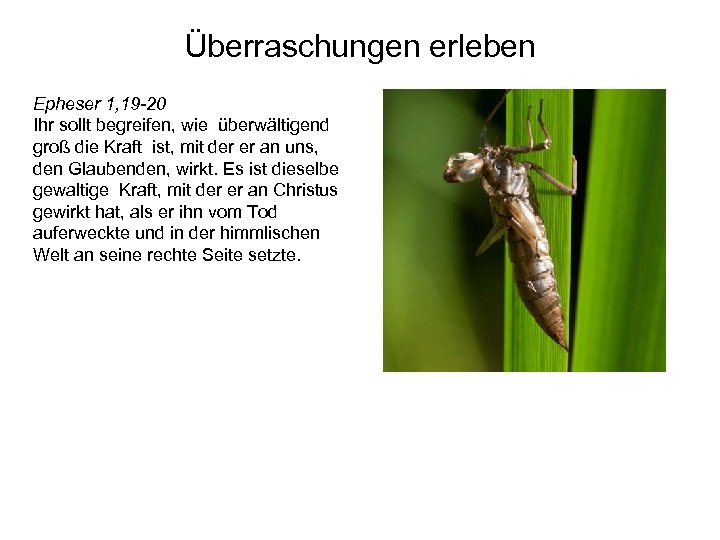 Überraschungen erleben Epheser 1, 19 -20 Ihr sollt begreifen, wie überwältigend groß die Kraft