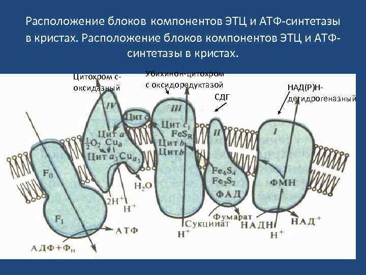 Расположение блоков компонентов ЭТЦ и АТФ-синтетазы в кристах. Расположение блоков компонентов ЭТЦ и АТФсинтетазы