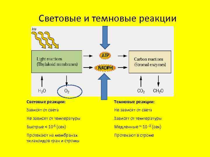 Световые и темновые реакции Световые реакции: Темновые реакции: Зависят от света Не зависят от