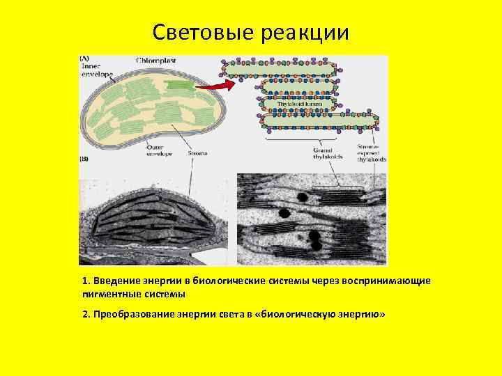 Световые реакции 1. Введение энергии в биологические системы через воспринимающие пигментные системы 2. Преобразование