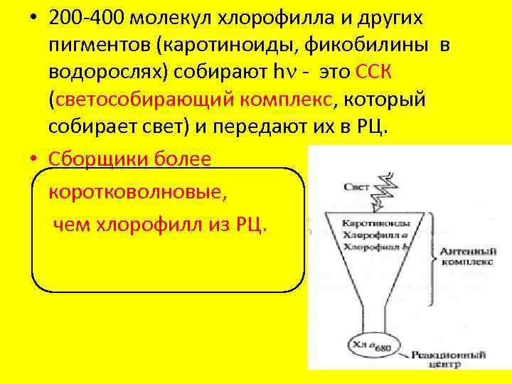  • 200 -400 молекул хлорофилла и других пигментов (каротиноиды, фикобилины в водорослях) собирают