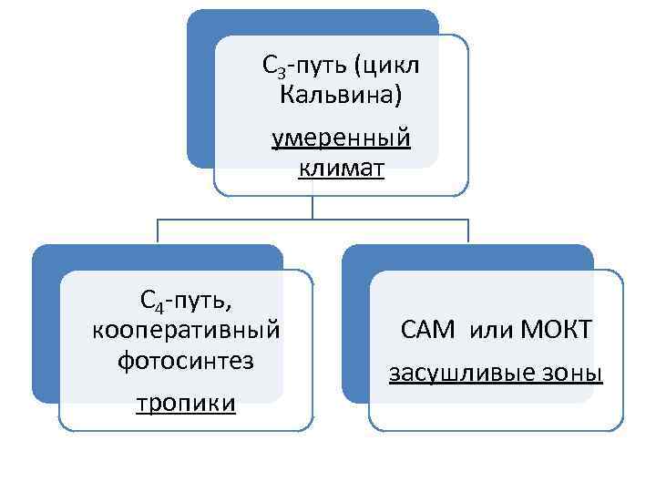 С 3 -путь (цикл Кальвина) умеренный климат С 4 -путь, кооперативный фотосинтез тропики САМ