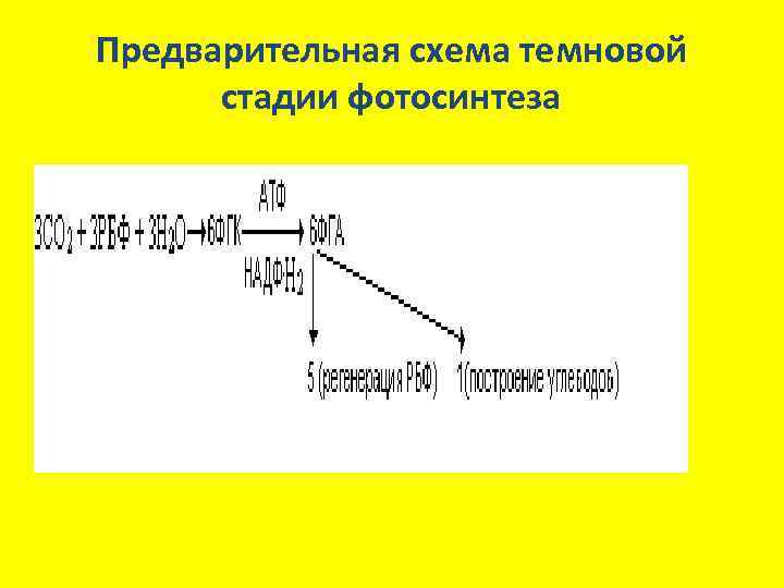 Предварительная схема темновой стадии фотосинтеза 
