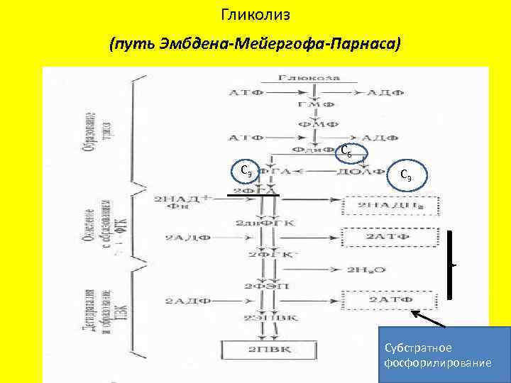 Гликолиз (путь Эмбдена-Мейергофа-Парнаса) С 6 С 3 Субстратное фосфорилирование 
