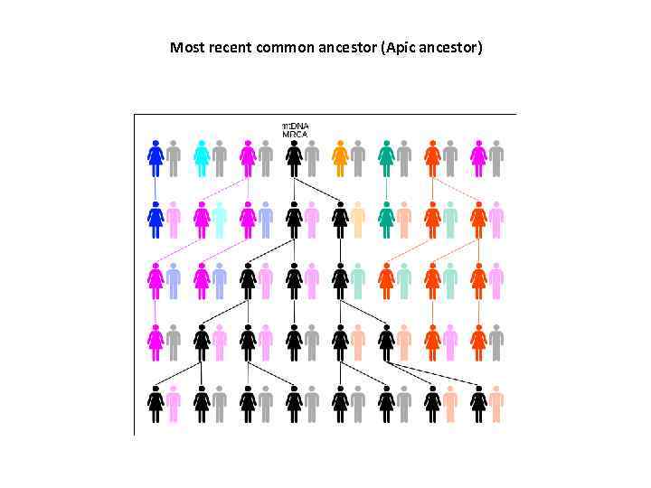 Most recent common ancestor (Apic ancestor) 