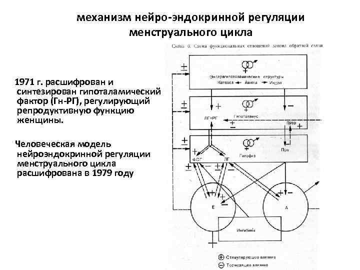 механизм нейро-эндокринной регуляции менструального цикла 1971 г. расшифрован и синтезирован гипоталамический фактор (Гн-РГ), регулирующий