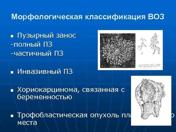 Морфологическая классификация ВОЗ Пузырный занос -полный ПЗ -частичный ПЗ n n Инвазивный ПЗ Хориокарцинома,