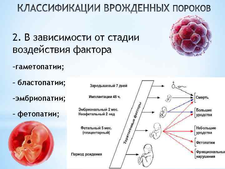 2. В зависимости от стадии воздействия фактора –гаметопатии; – бластопатии; –эмбриопатии; – – фетопатии;