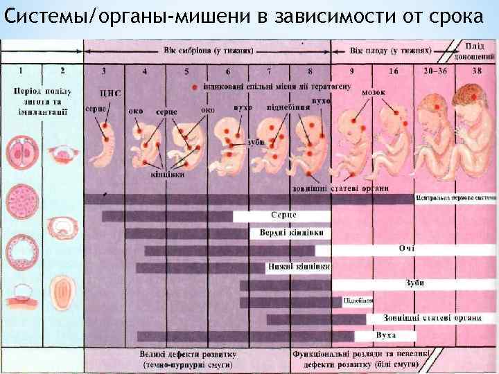 Системы/органы-мишени в зависимости от срока 