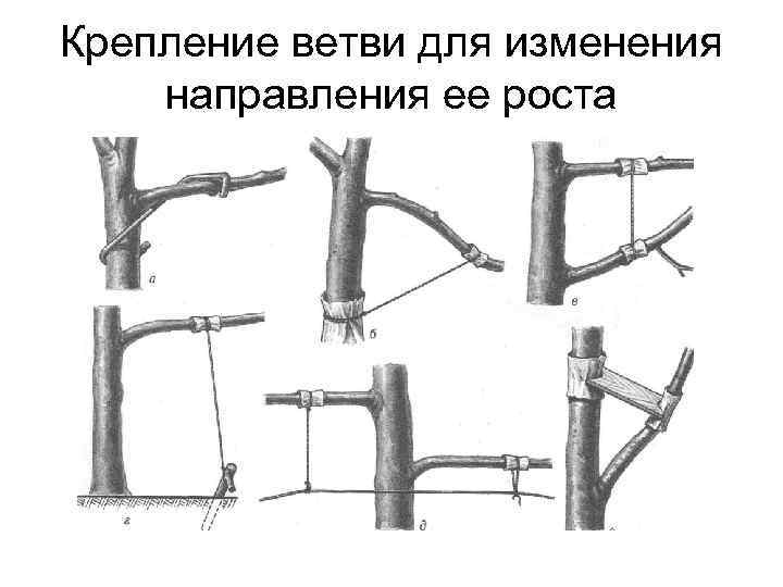 Крепление ветви для изменения направления ее роста 