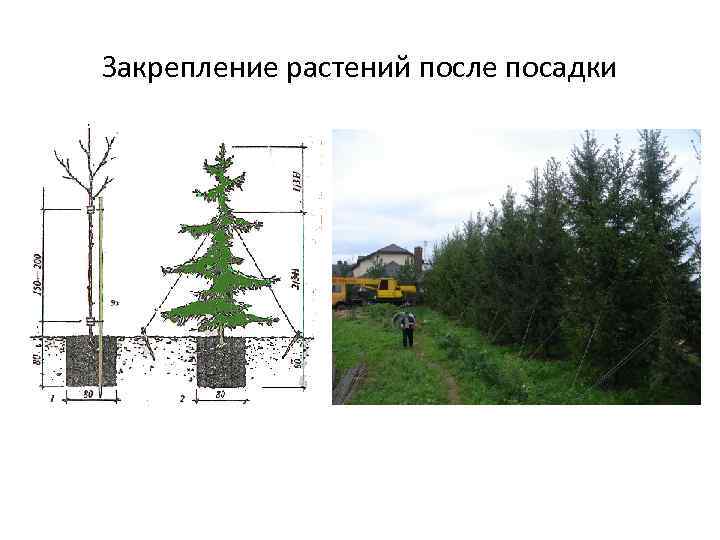 Закрепление растений после посадки 