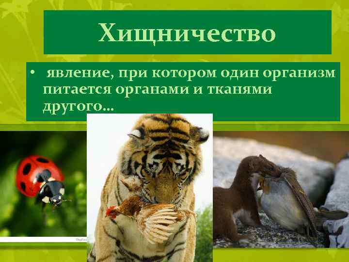 Хищничество • явление, при котором один организм питается органами и тканями другого… 