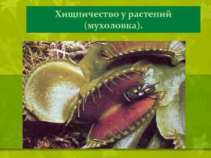 Хищничество у растений (мухоловка). 