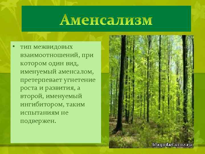  • тип межвидовых взаимоотношений, при котором один вид, именуемый аменсалом, претерпевает угнетение роста