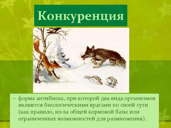 Конкуренция - форма антибиоза, при которой два вида организмов являются биологическими врагами по своей