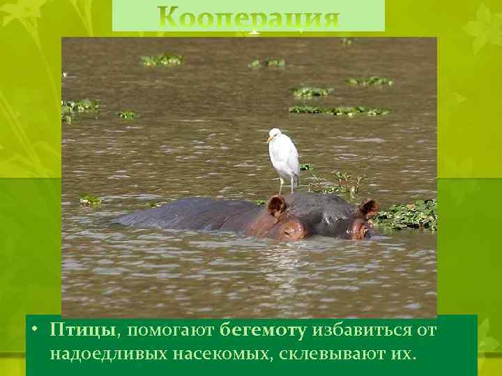  • Птицы, помогают бегемоту избавиться от надоедливых насекомых, склевывают их. 