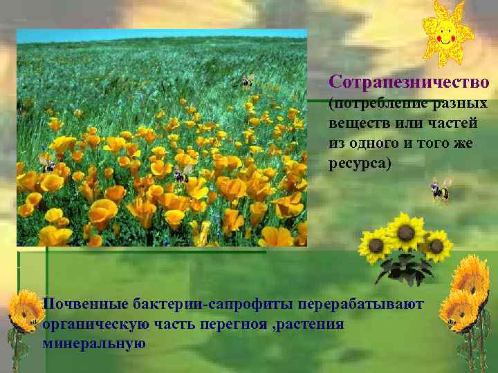 Сотрапезничество (потребление разных веществ или частей из одного и того же ресурса) Почвенные бактерии-сапрофиты