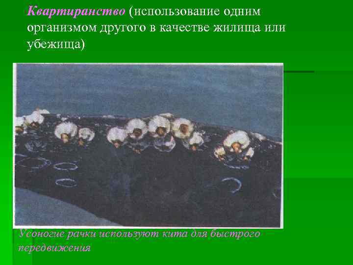 Квартиранство (использование одним организмом другого в качестве жилища или убежища) Усоногие рачки используют кита