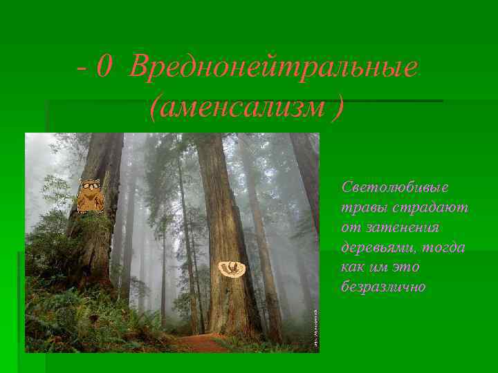 - 0 Вреднонейтральные (аменсализм ) Светолюбивые травы страдают от затенения деревьями, тогда как им