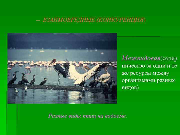 -- ВЗАИМОВРЕДНЫЕ (КОНКУРЕНЦИЯ) Межвидовая(сопер ничество за одни и те же ресурсы между организмами разных