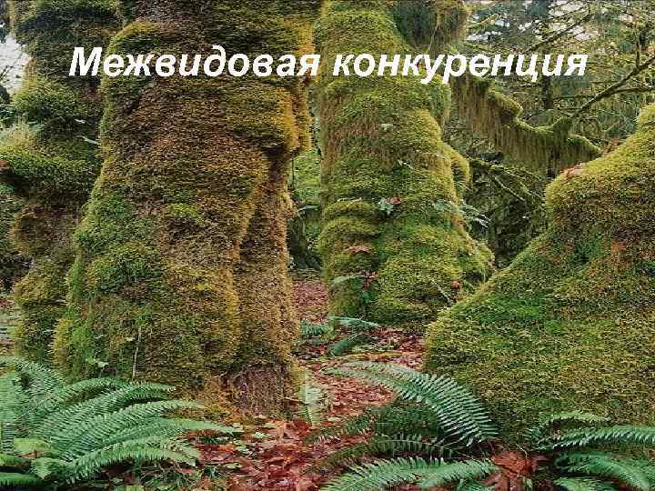 Межвидовая конкуренция 