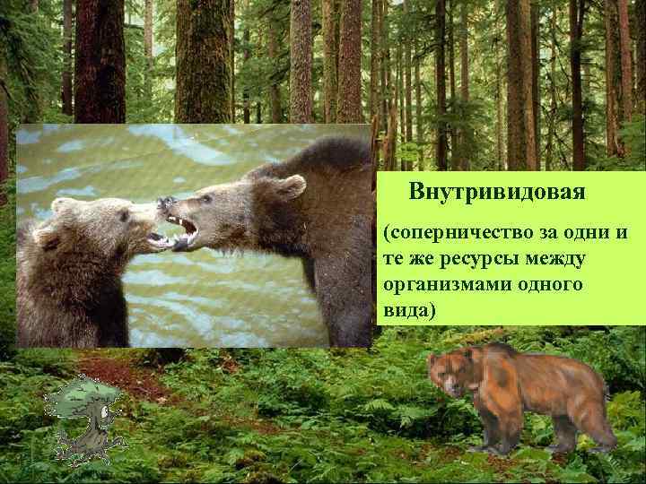 Внутривидовая (соперничество за одни и те же ресурсы между организмами одного вида) 