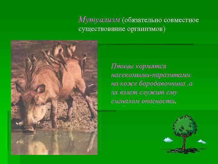 Мутуализм (обязательно совместное существование организмов) Птицы кормятся насекомыми-паразитами на коже бородавочника , а их