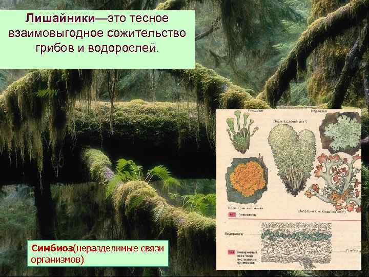 Лишайники—это тесное взаимовыгодное сожительство грибов и водорослей. Симбиоз(неразделимые связи организмов) 