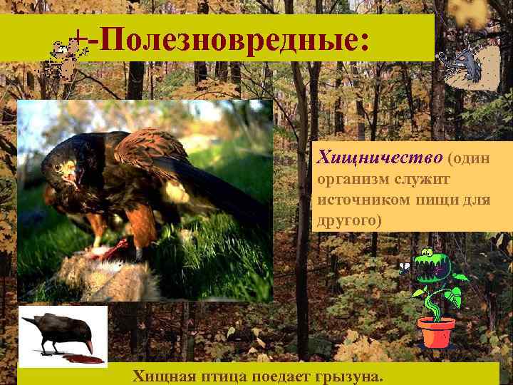 +-Полезновредные: Хищничество (один организм служит источником пищи для другого) Хищная птица поедает грызуна. 