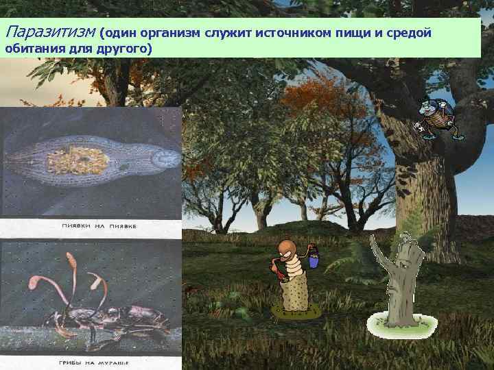 Паразитизм (один организм служит источником пищи и средой обитания для другого) 