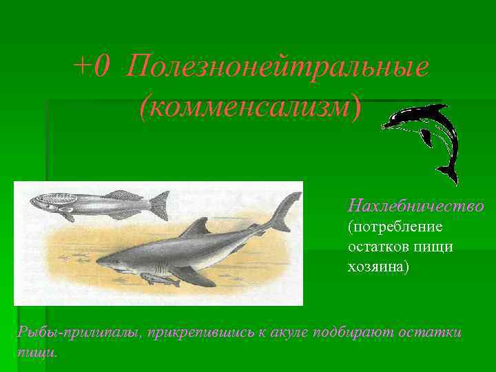 +0 Полезнонейтральные (комменсализм) Нахлебничество (потребление остатков пищи хозяина) Рыбы-прилипалы, прикрепившись к акуле подбирают остатки